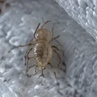 Larva ploštice
